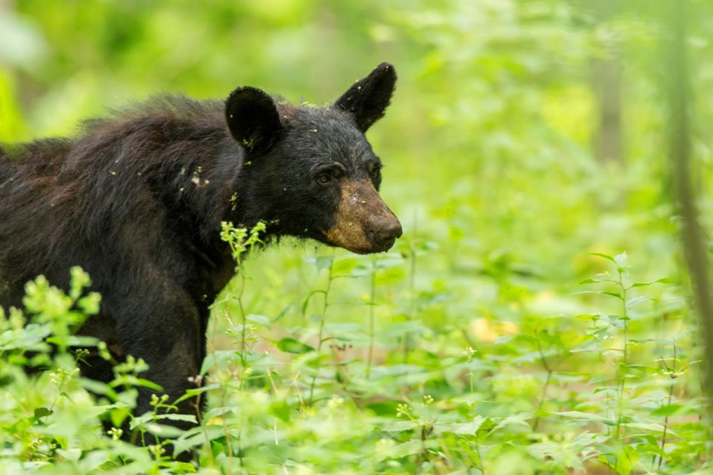 Black bear bites woman, child in Yellowstone – SVI-NEWS