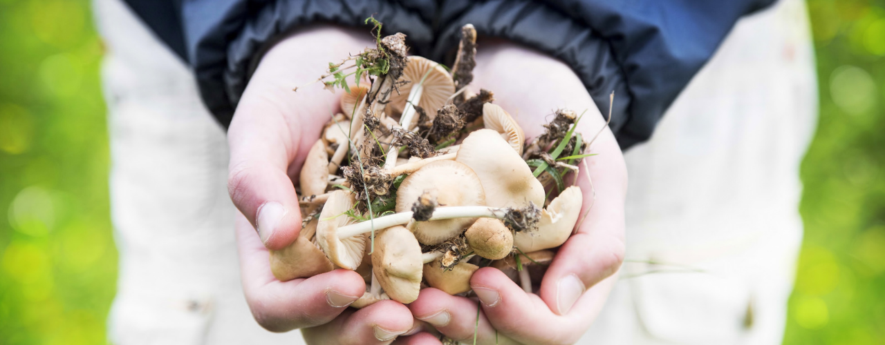 beginner's guide to mmushroom foraging featured image