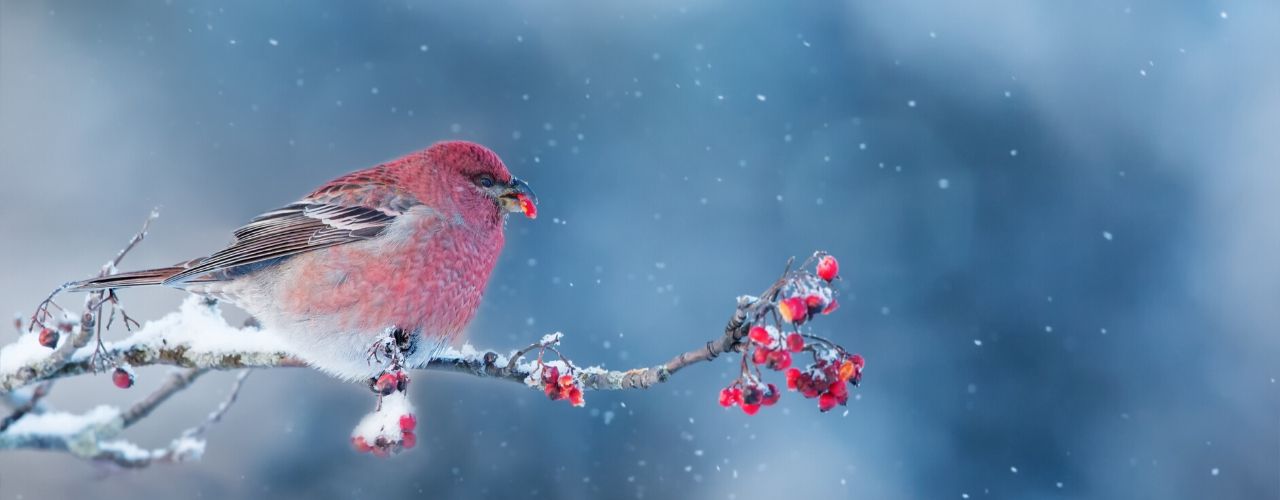 Tips for Bird Watching in the Winter