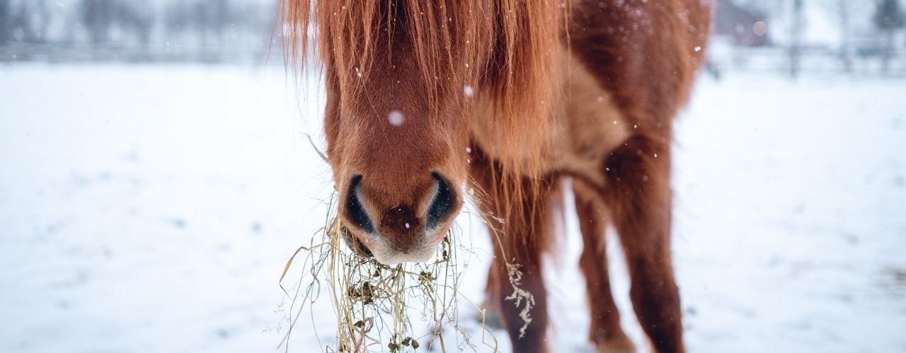 How To Keep Your Ranch Animals Healthy This Winter