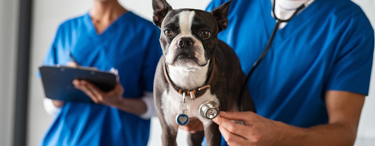 When To Take Your Dog To the Veterinarian