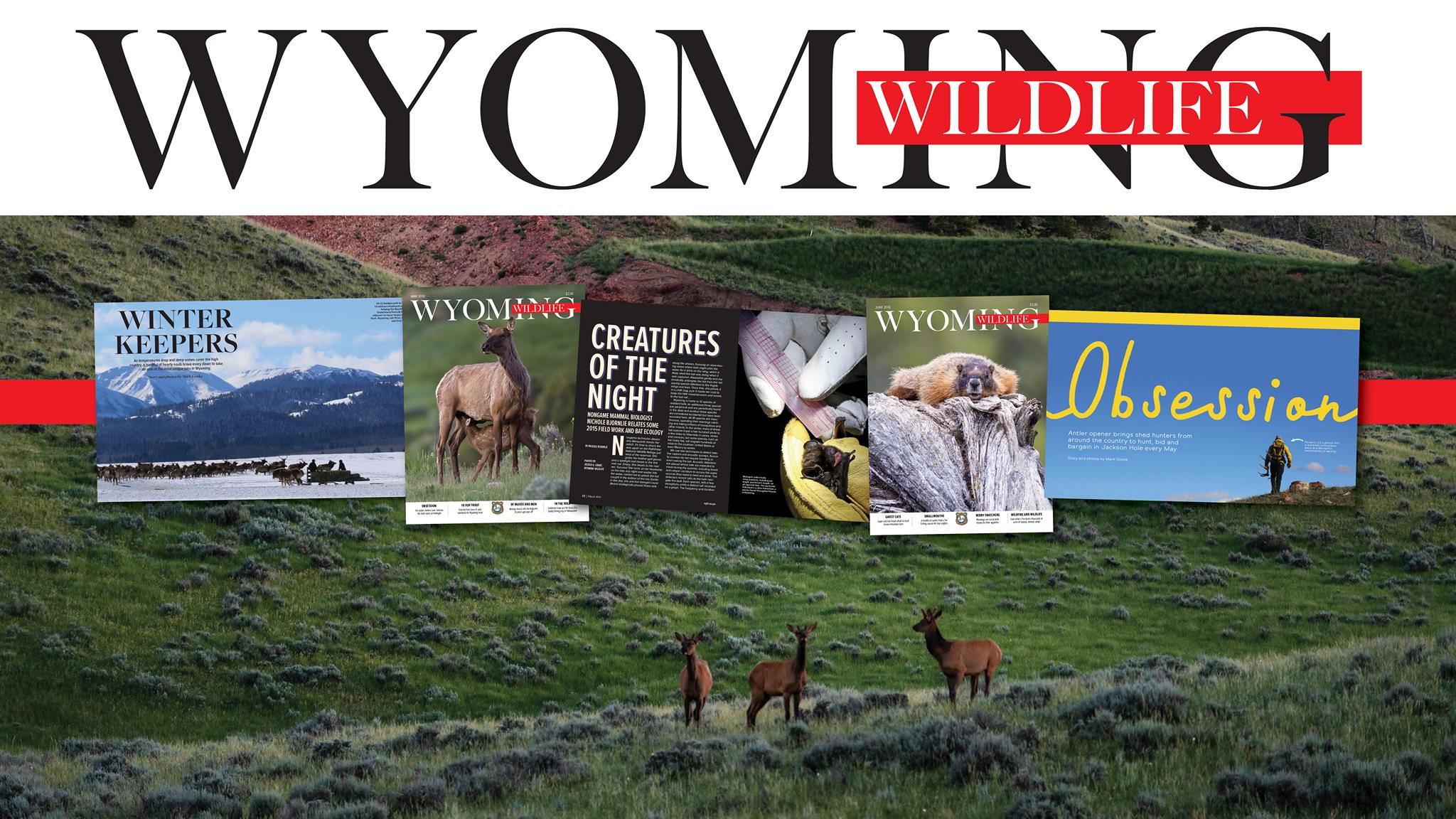 Entries accepted for second annual Wyoming Wildlife calendar photo