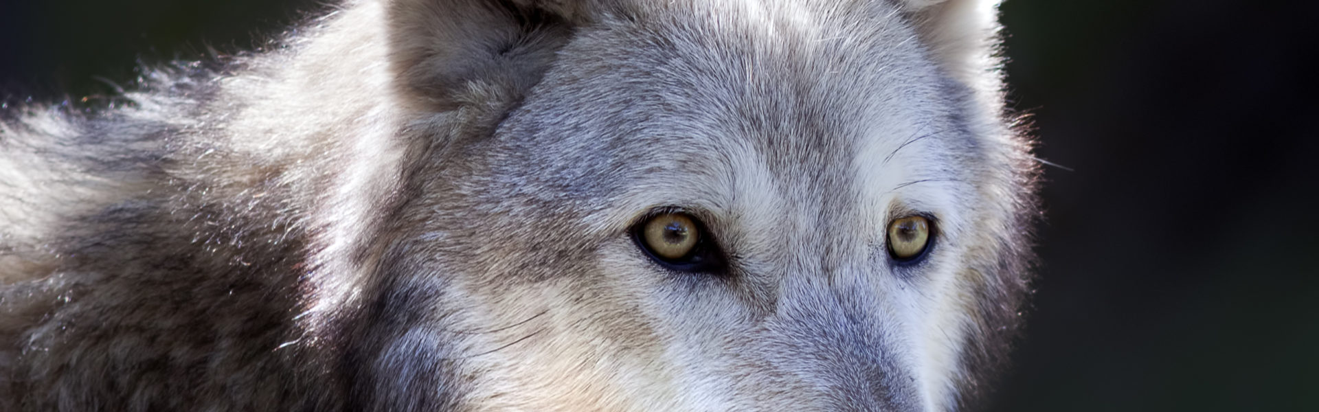 Public comments wanted on mountain lion and gray wolf hunting ...