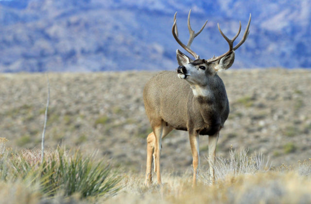 Wyoming Game and Fish Commission approves 2023 hunting seasons – SVI-NEWS