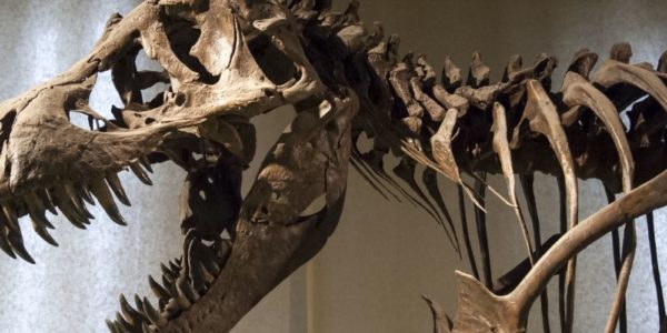 Why Having a Fascination With Dinosaurs Is Beneficial