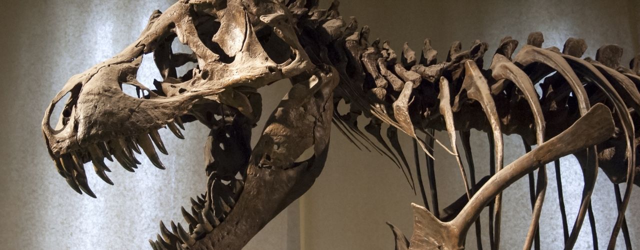 Why Having a Fascination With Dinosaurs Is Beneficial