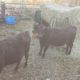 Angus Cross heifers gor sale. Breed em or eat em your choice. Text Tyler 307 880 8425