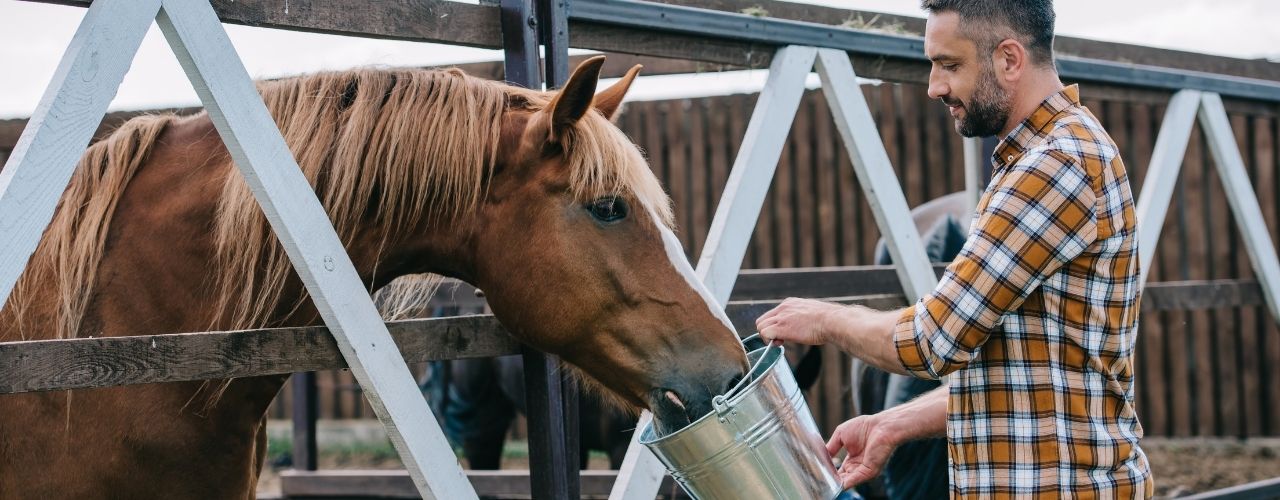 Reasons Why You Should Modify Your Horse’s Diet