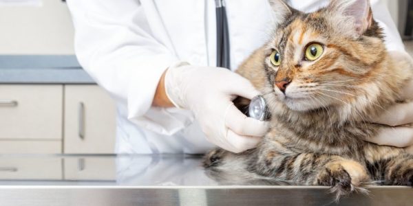 Different Types of Veterinarians and What They Do