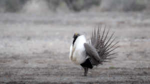 Gordon signs updated executive order on sage-grouse management