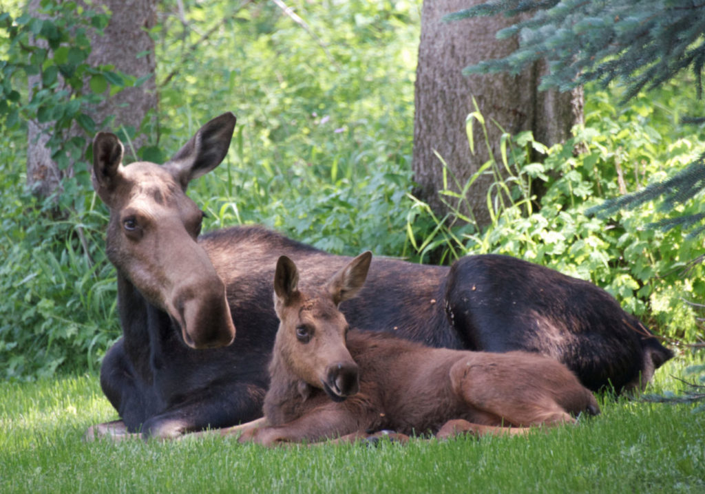 Man recovers from moose trampling – SVI-NEWS