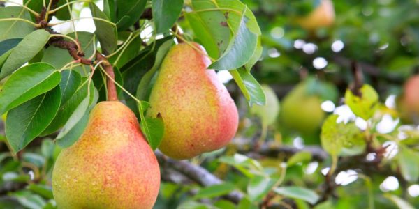 Fruit That Grows Well in Colder Climates