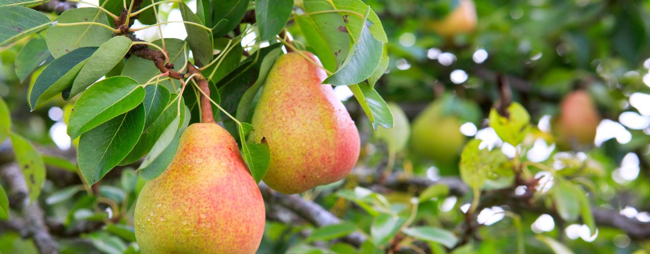 Fruit That Grows Well in Colder Climates