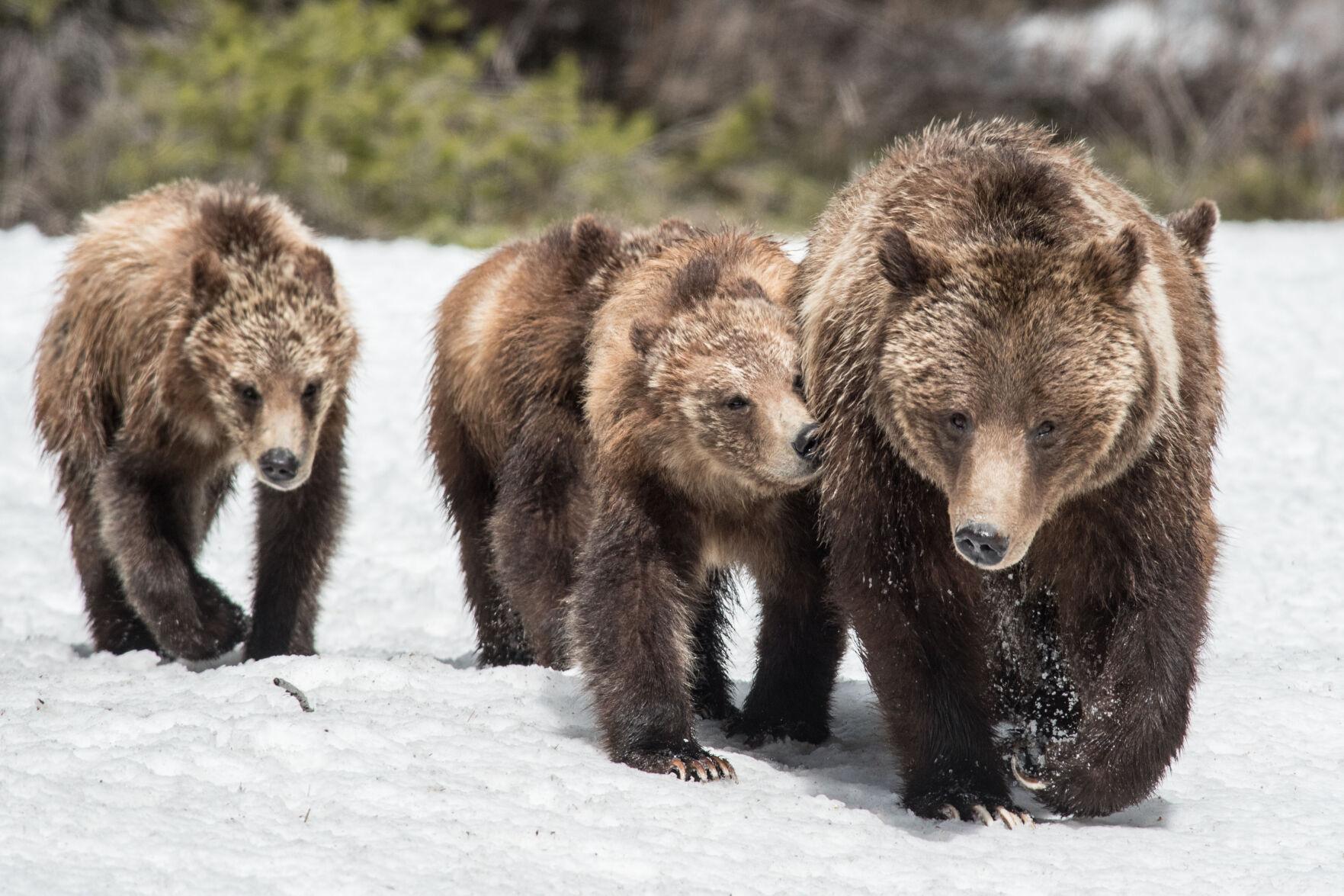 Grizzly Bear 399 Fatally Struck by Vehicle in Snake River Canyon SVINEWS