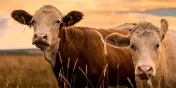 5 Ways To Ensure Your Farm Animals Are Healthy