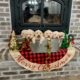 AKC Registered Christmas Yellow Labs