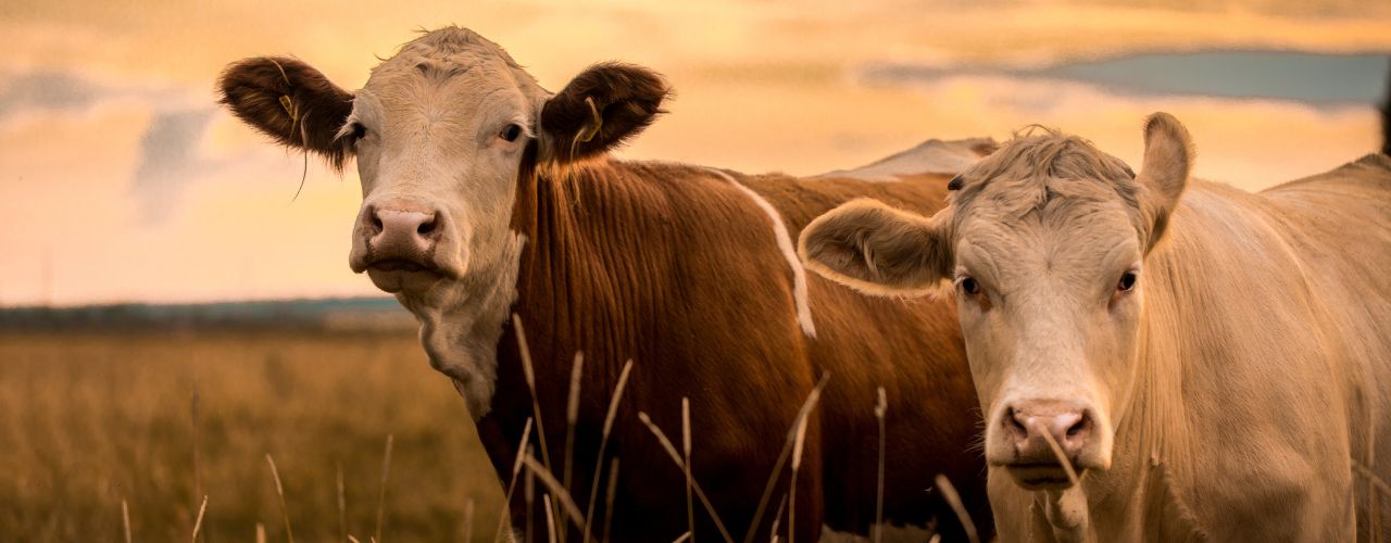 5 Ways To Reduce Stress When Handling Livestock