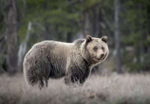 U.S. Fish and Wildlife anticipates adverse impacts on grizzlies from Moose-Wilson pathway