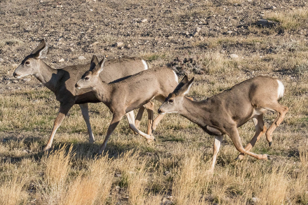 Work underway on Kemmerer South Wildlife crossings project