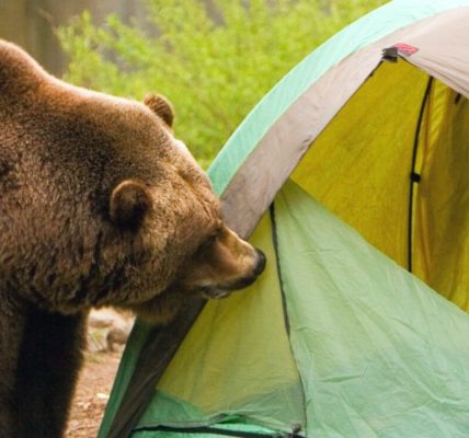 Most Common Camping Dangers You Should Know