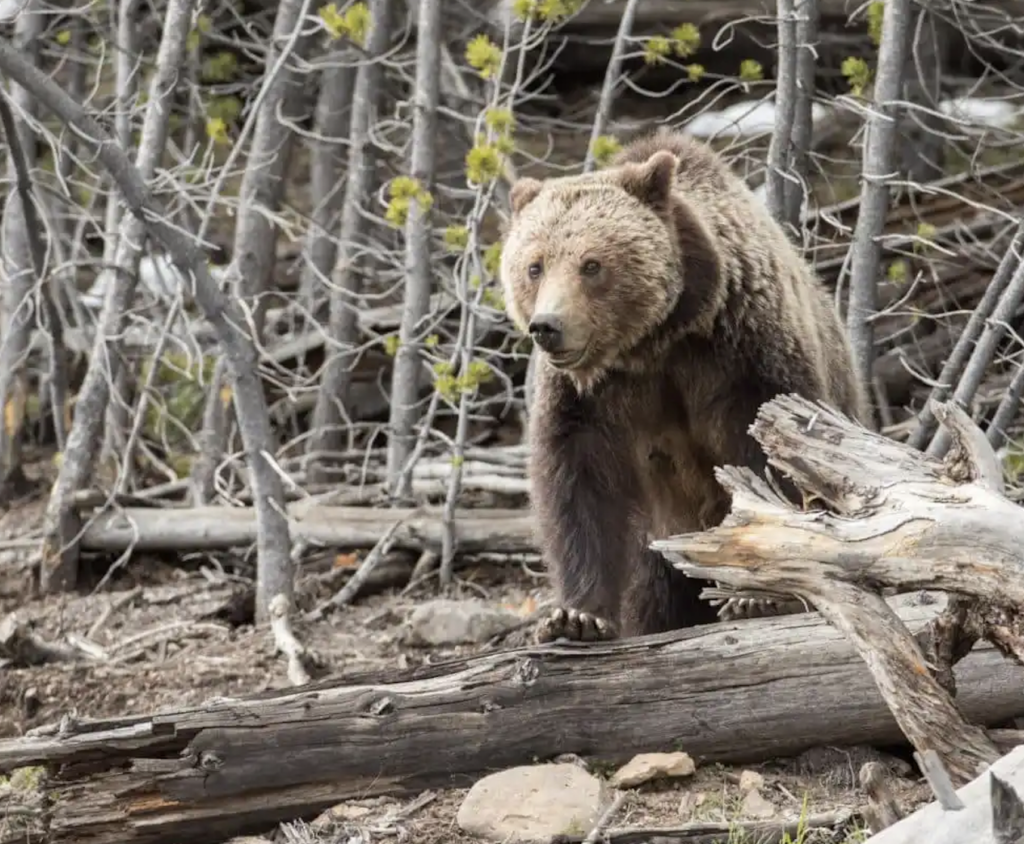 First grizzly bear of 2025 spotted in Yellowstone, Grand Teton National