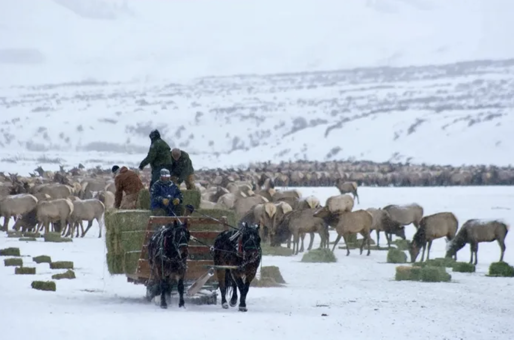 Game and Fish detects chronic wasting disease on Pinedale-area elk feedground