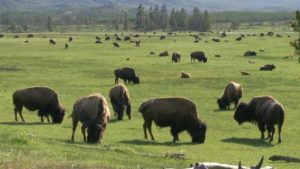 Yellowstone bison gores 12-year-old near Mud Volcano