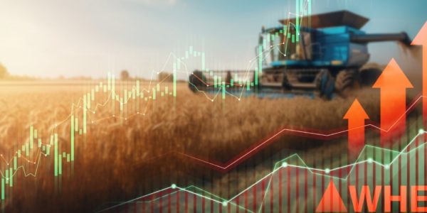 Harvesting machinery in a golden wheat field with an overlay of stock market growth charts and arrows