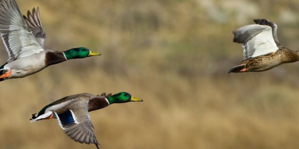 Top 4 Must-Know Tips for Better Duck Hunting