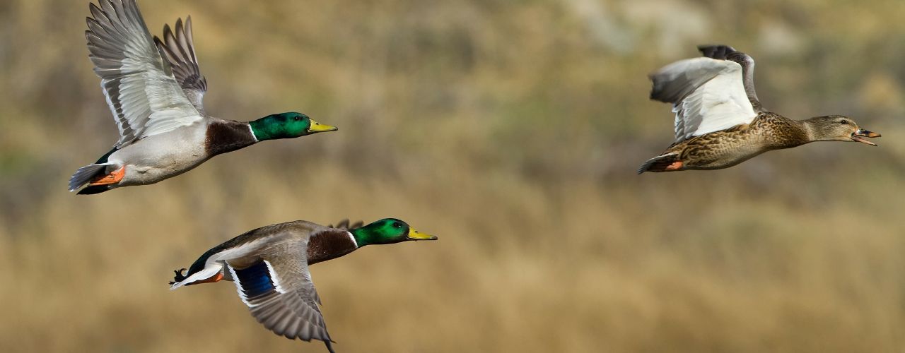 Top 4 Must-Know Tips for Better Duck Hunting