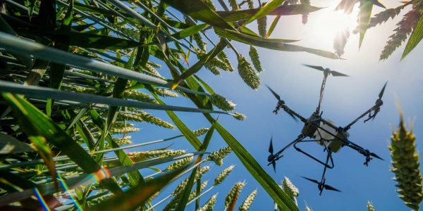 A worm's eye view of an agricultural spray drone flying over a wheat field with a blue sky and a bright sun in the background