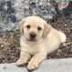 AKC English Labrador/Lab puppies