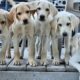 5 AKC YELLOW LABRADOR PUPPIES