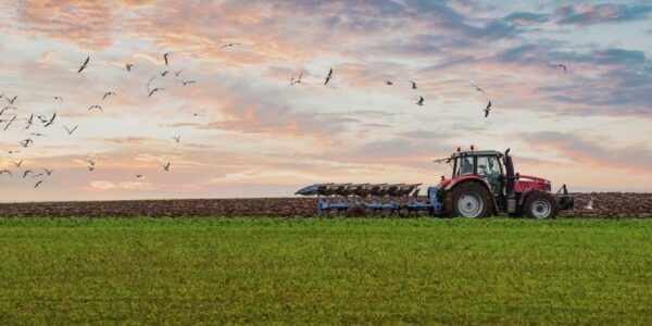 A healthy plot of farmland with a heavy-duty tractor rolling across the crops. There are birds flying above the tractor.