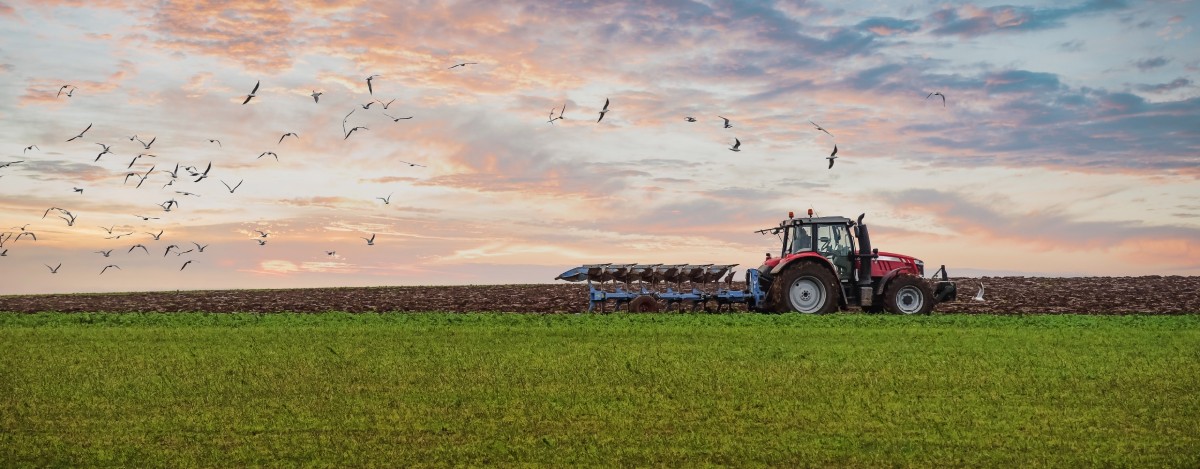 A healthy plot of farmland with a heavy-duty tractor rolling across the crops. There are birds flying above the tractor.