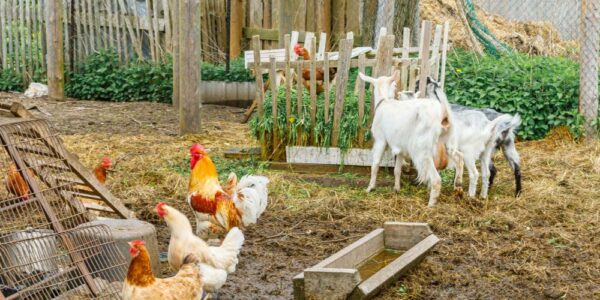 An animal farm with chickens and goats grazing. The ground is muddy, and there are wood fences in the background.