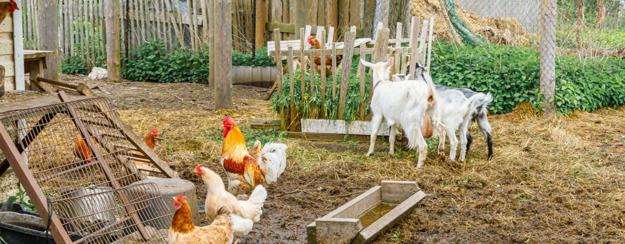 An animal farm with chickens and goats grazing. The ground is muddy, and there are wood fences in the background.