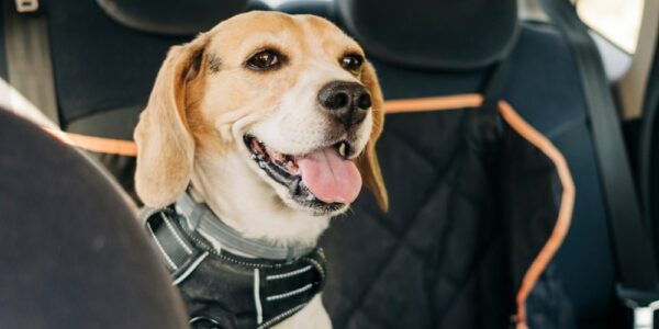 A yellow dog is sitting in the back of a car and wearing a black harness. The dog's mouth is open with its tongue hanging out.