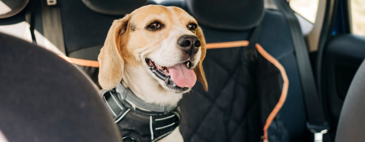 A yellow dog is sitting in the back of a car and wearing a black harness. The dog's mouth is open with its tongue hanging out.