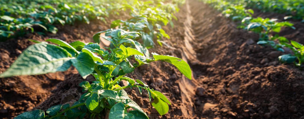 Sunlight shining on a large field of green potato plants. Tall mounds of soil form the structure of each row.