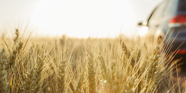 A van in the middle of a field of wheat facing towards the sun as it sets on the horizon and emits bright rays.