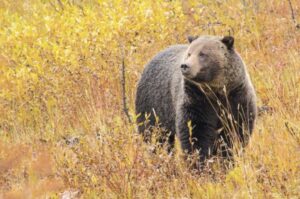 Yellowstone bear attack site was closed to spring hiking until 2024 to reduce human-grizzly conflicts