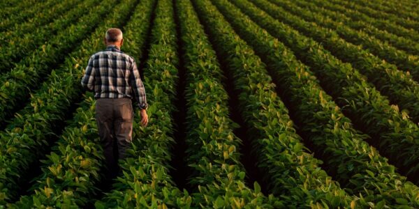 A new farmer wearing a black and white flannel walking through their field, looking over their crops.