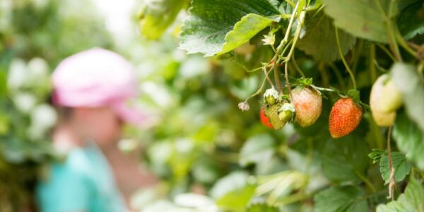 Ripening Agronen raspberries hang on green canes as a girl in a turquoise shirt picks berries in the background.
