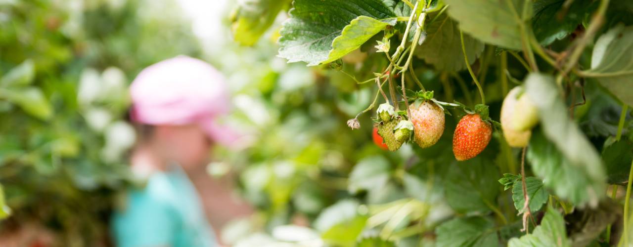 Ripening Agronen raspberries hang on green canes as a girl in a turquoise shirt picks berries in the background.