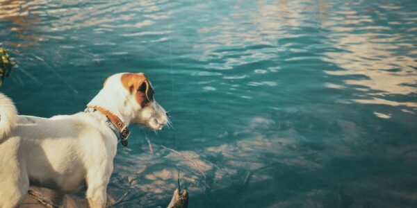 A terrier with white fur and tan spots standing at the edge of a river bank and watching as an angler pulls in a catch.
