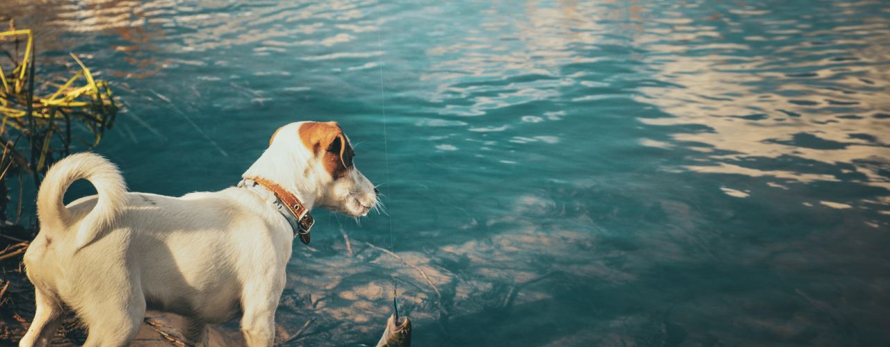 A terrier with white fur and tan spots standing at the edge of a river bank and watching as an angler pulls in a catch.