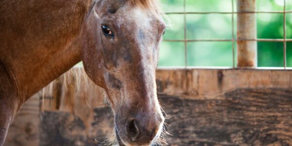 A close-up on a senior horse's face in a stable. It has some gray hair and whiskers on its muzzle.