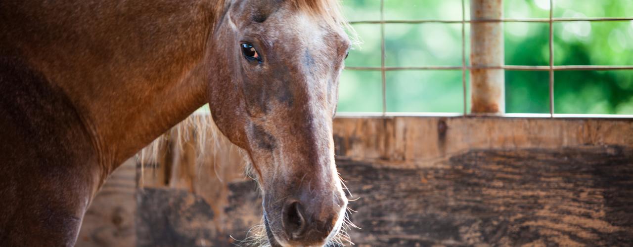 A close-up on a senior horse's face in a stable. It has some gray hair and whiskers on its muzzle.