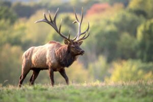CWD testing encouraged this hunting season